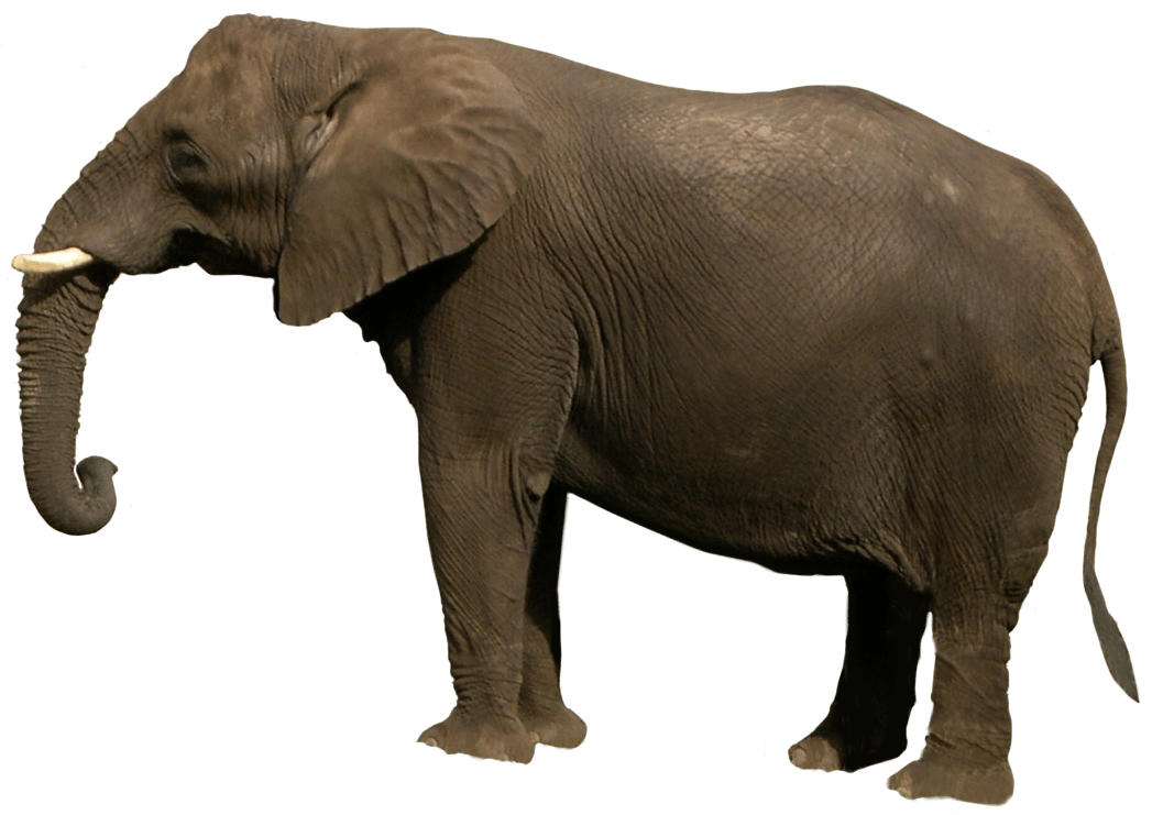 Free Png Elephant Png Images Transparent - Png Images Of Animals (850x603), Png Download