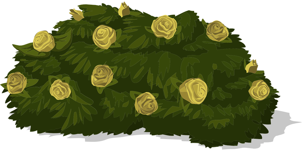 Bush Roses Yellow Green Greenery Shrub Nat - Shrub (680x340), Png Download