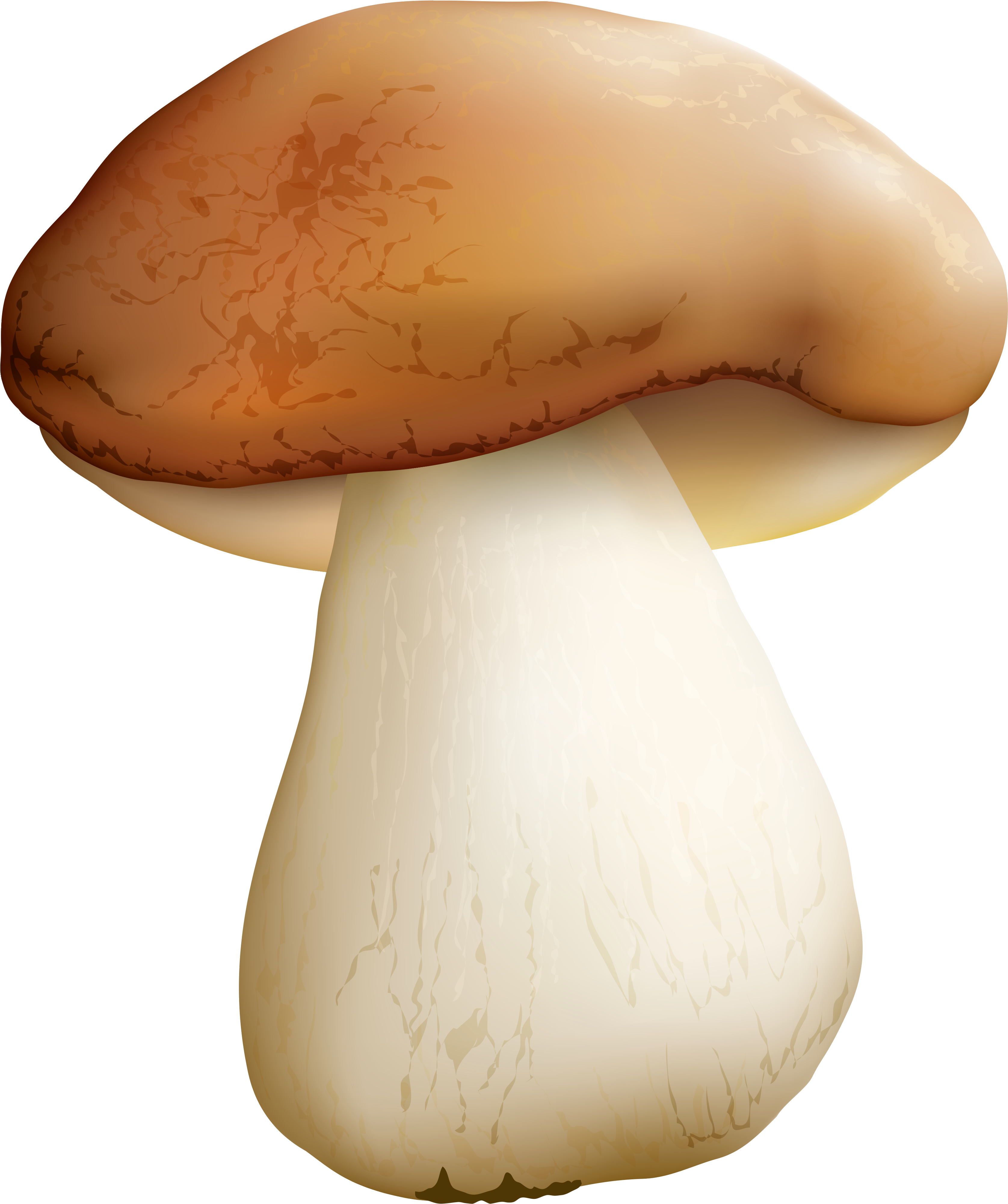 Mushroom Png (3505x4149), Png Download
