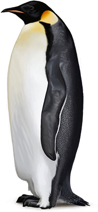 Emperor Penguin Png (600x840), Png Download