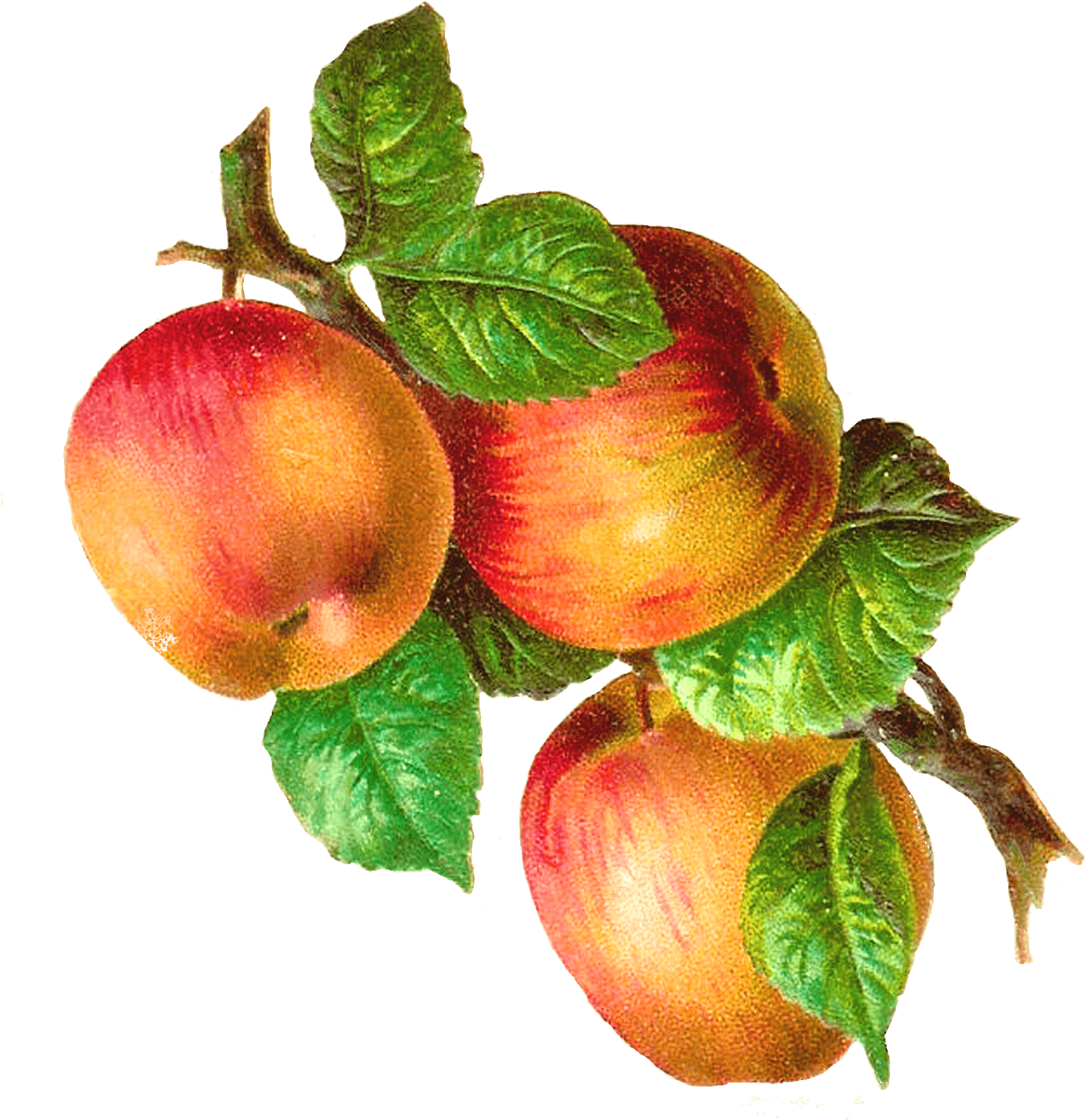 Apples On A Branch Vintage - Apples On A Branch (1517x1600), Png Download