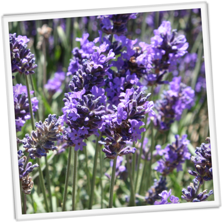 About Our Lavender - English Lavender (500x500), Png Download