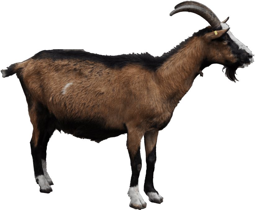 Free Png Goat Png Images Transparent - Goat Png (850x705), Png Download