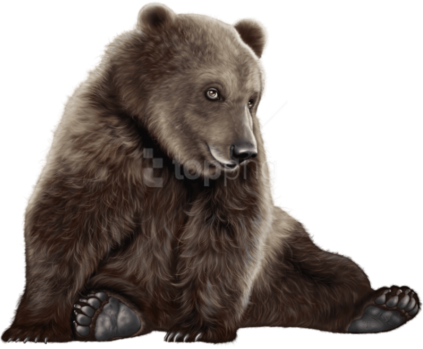 Bear Png Clip Art - Black Bear Polar (800x672), Png Download