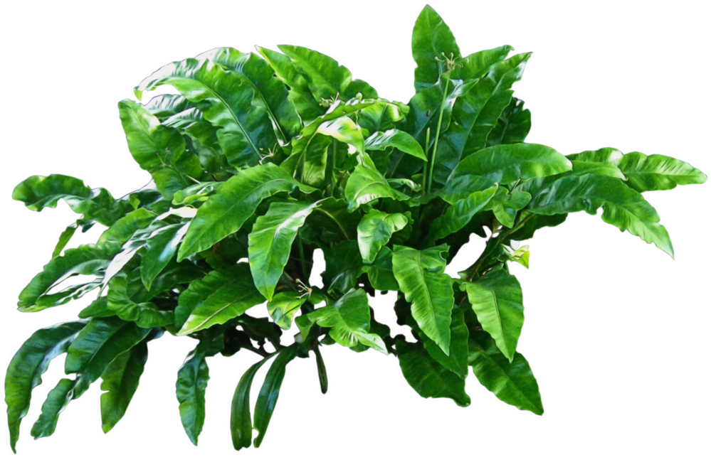 Plants Png Image - Plants Png (1024x681), Png Download