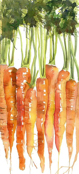 Carottes - Carrots Watercolor Painting (319x699), Png Download