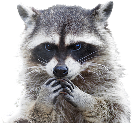 Raccoon Free Png Image - Raccoon With Hands On Its Face (456x426), Png Download