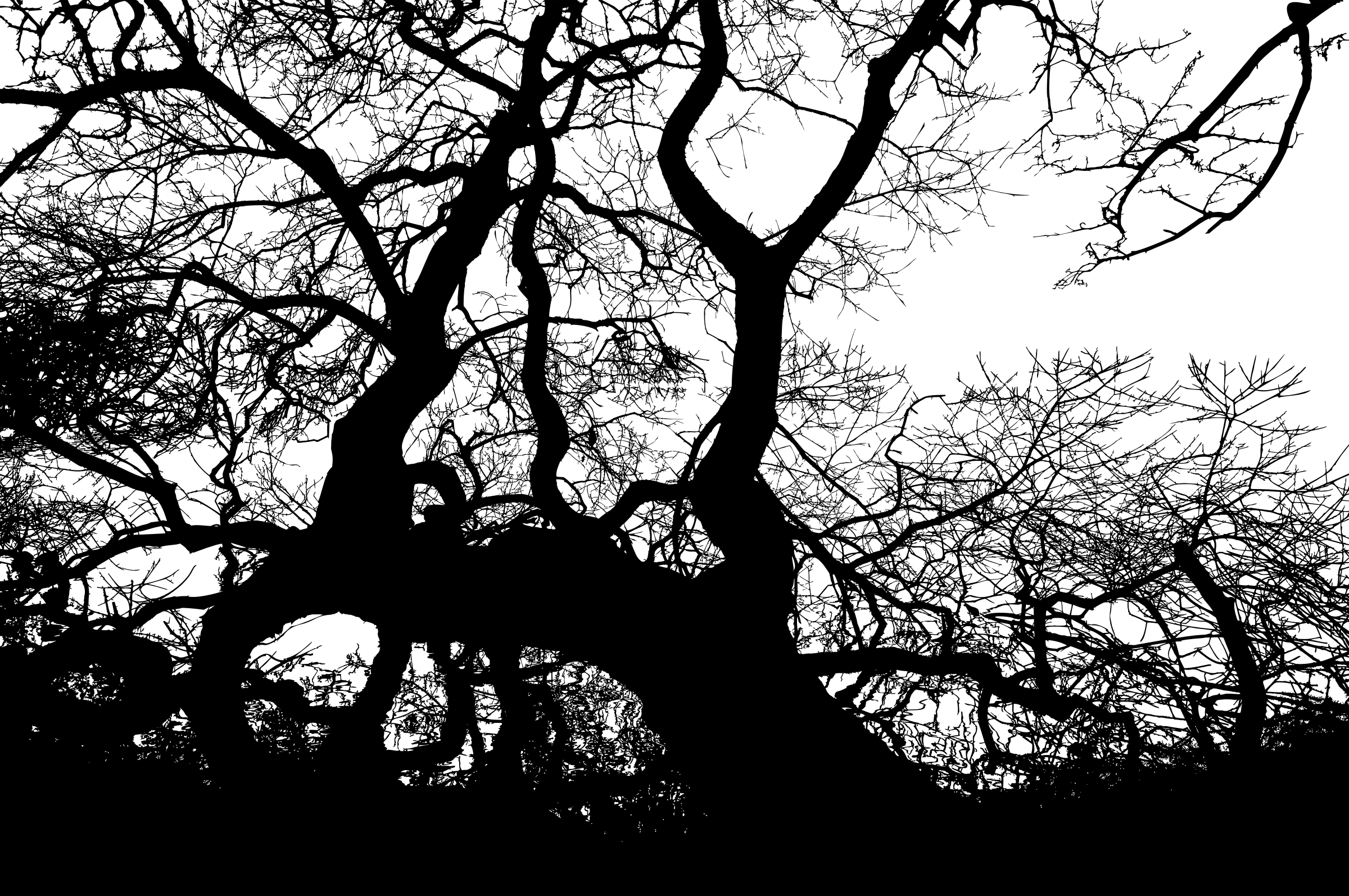 Big Image - Silhouette (2400x1594), Png Download