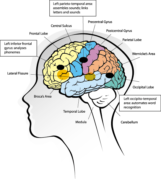 Source - Http - //www - Icanreadsystem - Com/wp Brain - Brain Process Of Reading (545x607), Png Download