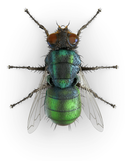 Blue Bottle Fly Top (425x600), Png Download