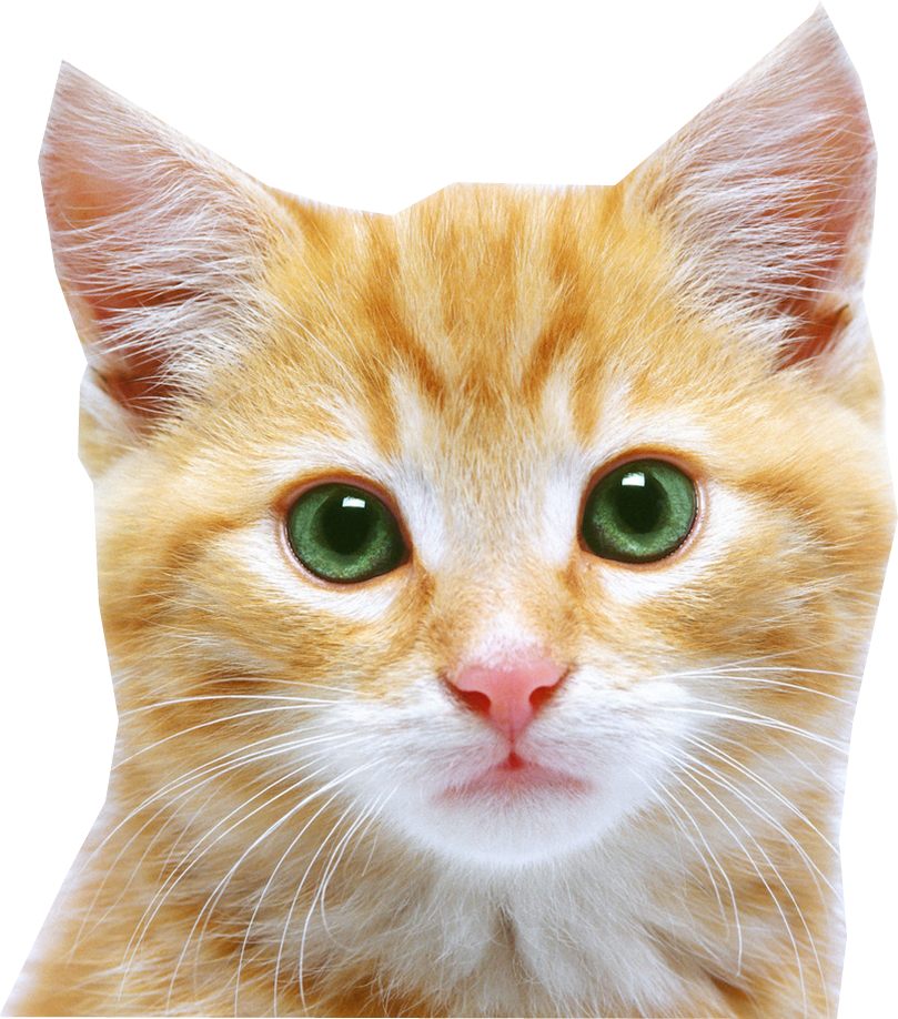 Cat Face Png (809x918), Png Download