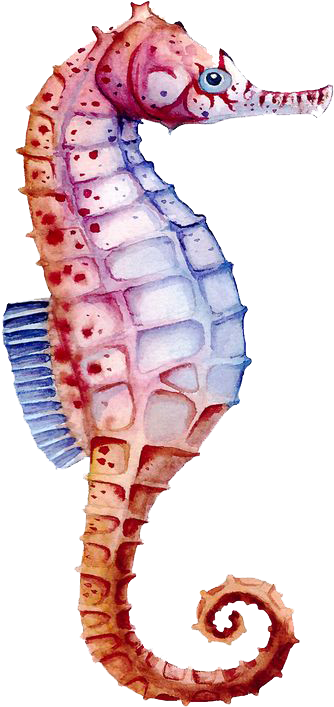 Seahorse Watercolor Painting Drawing - Seahorse Watercolor Png (562x811), Png Download