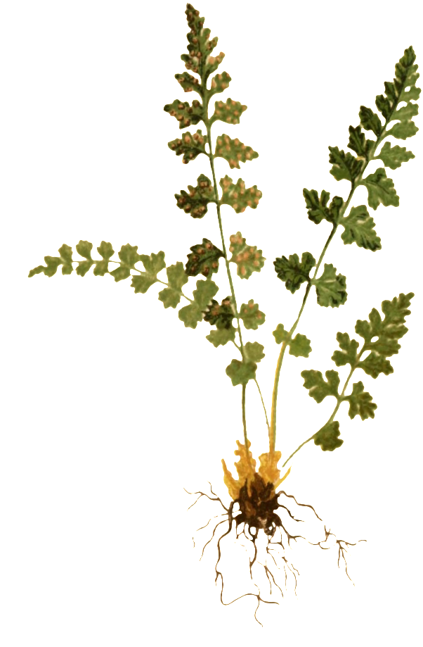 Transparent Decorative Material For Hand-painted Watercolor - Fern (650x943), Png Download