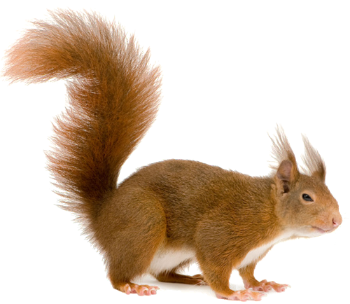 Squirrel Gif Png (500x434), Png Download