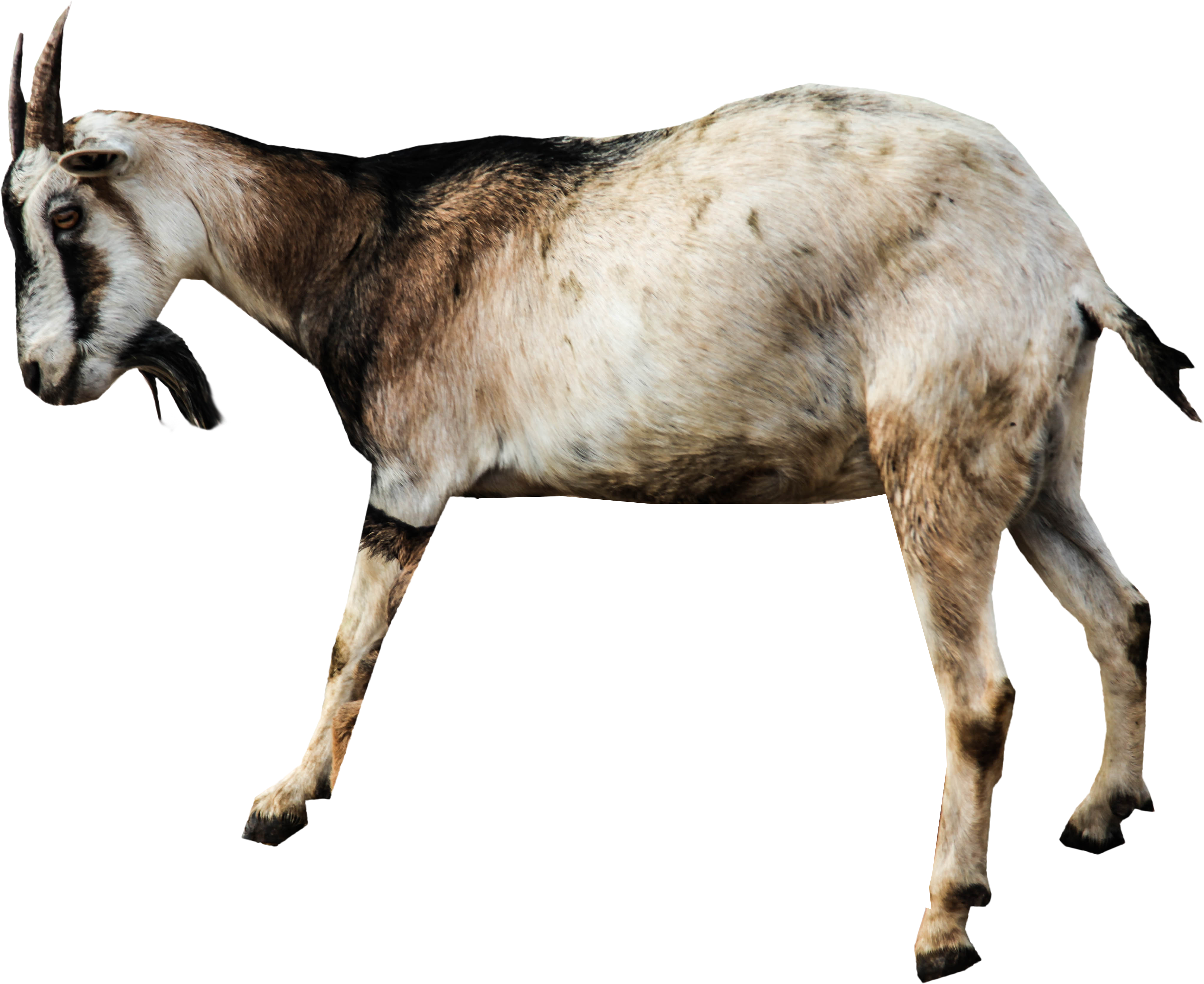 Goat Png (5616x3744), Png Download