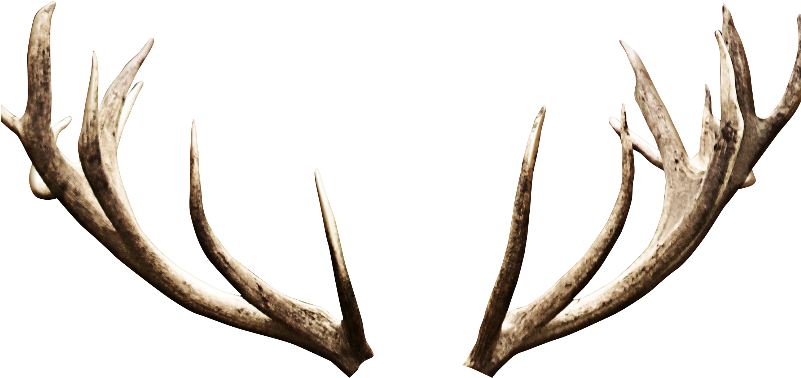 Deer Antlers Horns Png Image - Deer Horns Png (800x600), Png Download
