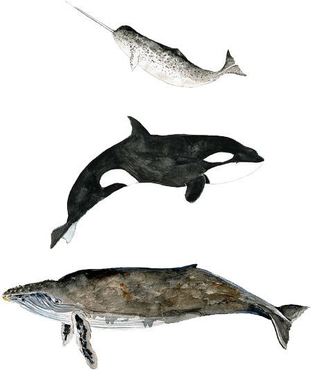 Transparent Whale Watercolor - Whale Transparent (500x636), Png Download