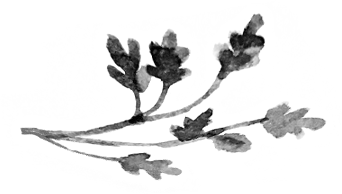 Branch - Leaf (683x388), Png Download