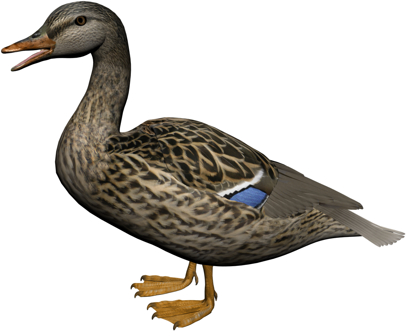 Download - Duck Png (1600x1131), Png Download