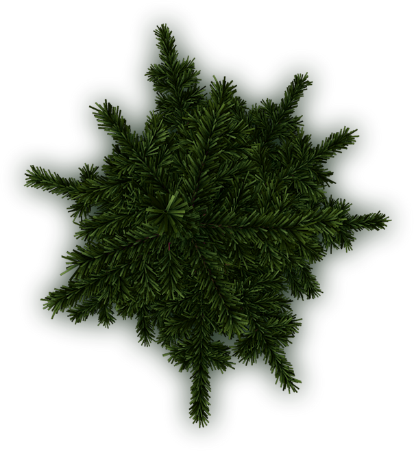 Sure, Two More - Tree (604x659), Png Download