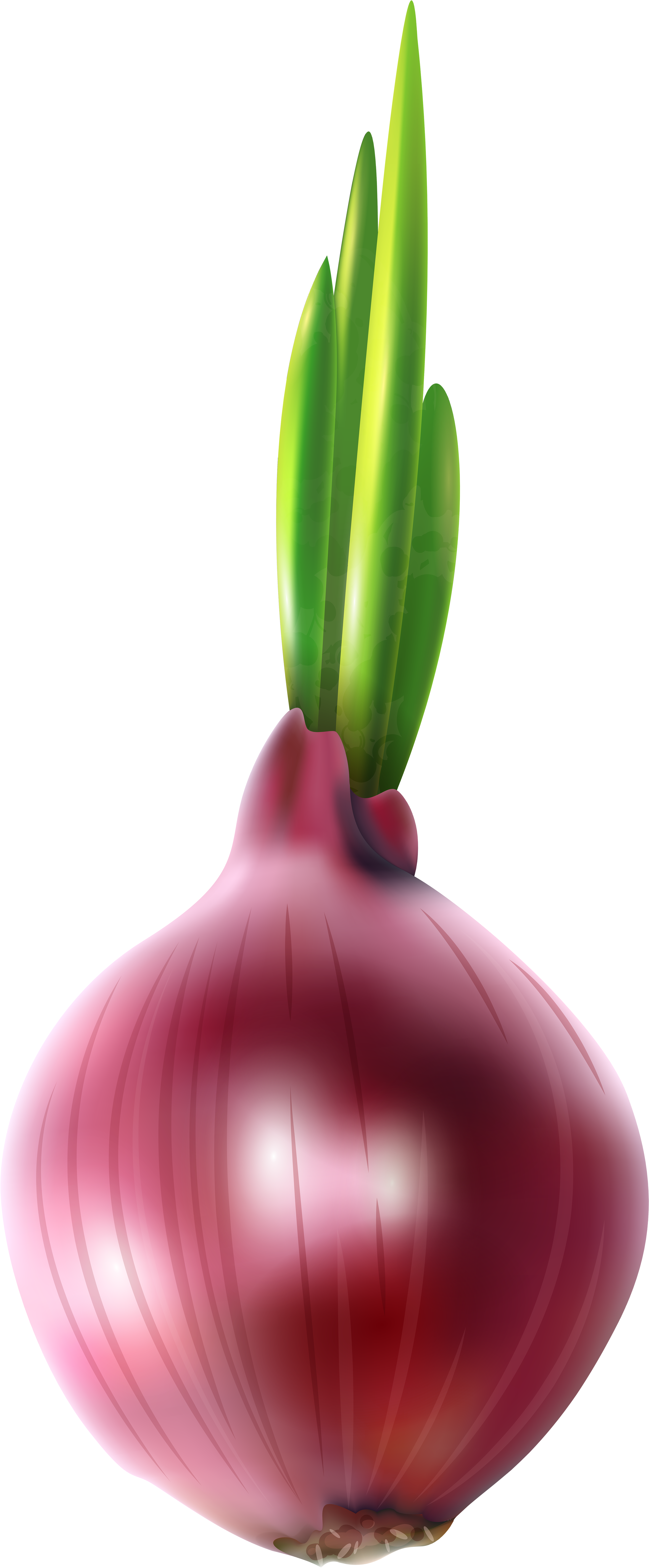 View Full Size - Onion Clipart (3398x8000), Png Download