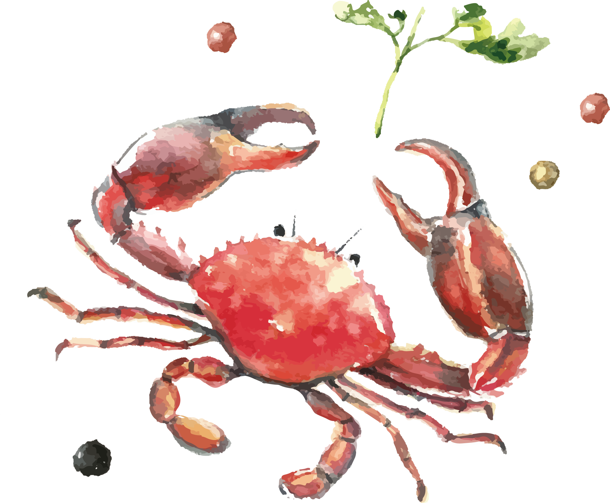 Crabs Drawing Watercolor - 手繪 海鮮 (2100x1733), Png Download