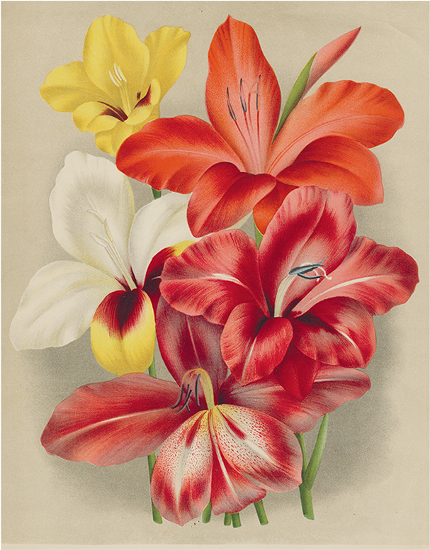 085 222e2c73 3f64 4002 94d5 1ba9b45715f8 V=1527866654 - Botany (800x800), Png Download