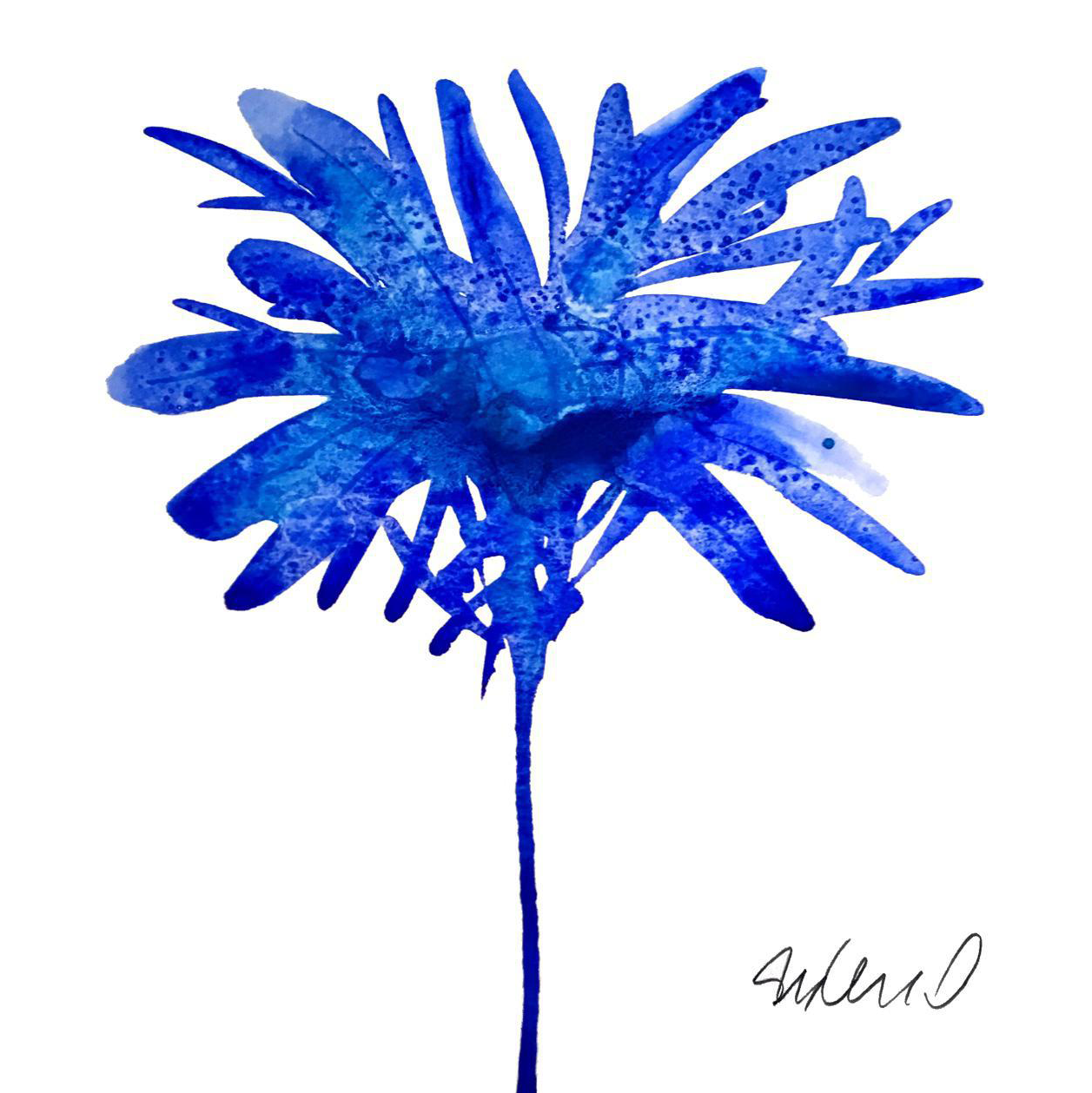 Botanical Blue Giclee Print - Chrysanths (1396x1398), Png Download
