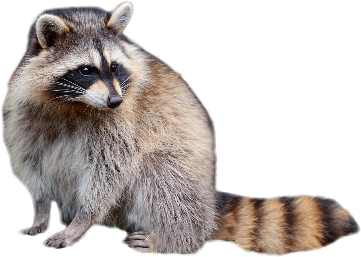 Best Raccoon Sitting Png - Raccoon Png (850x478), Png Download
