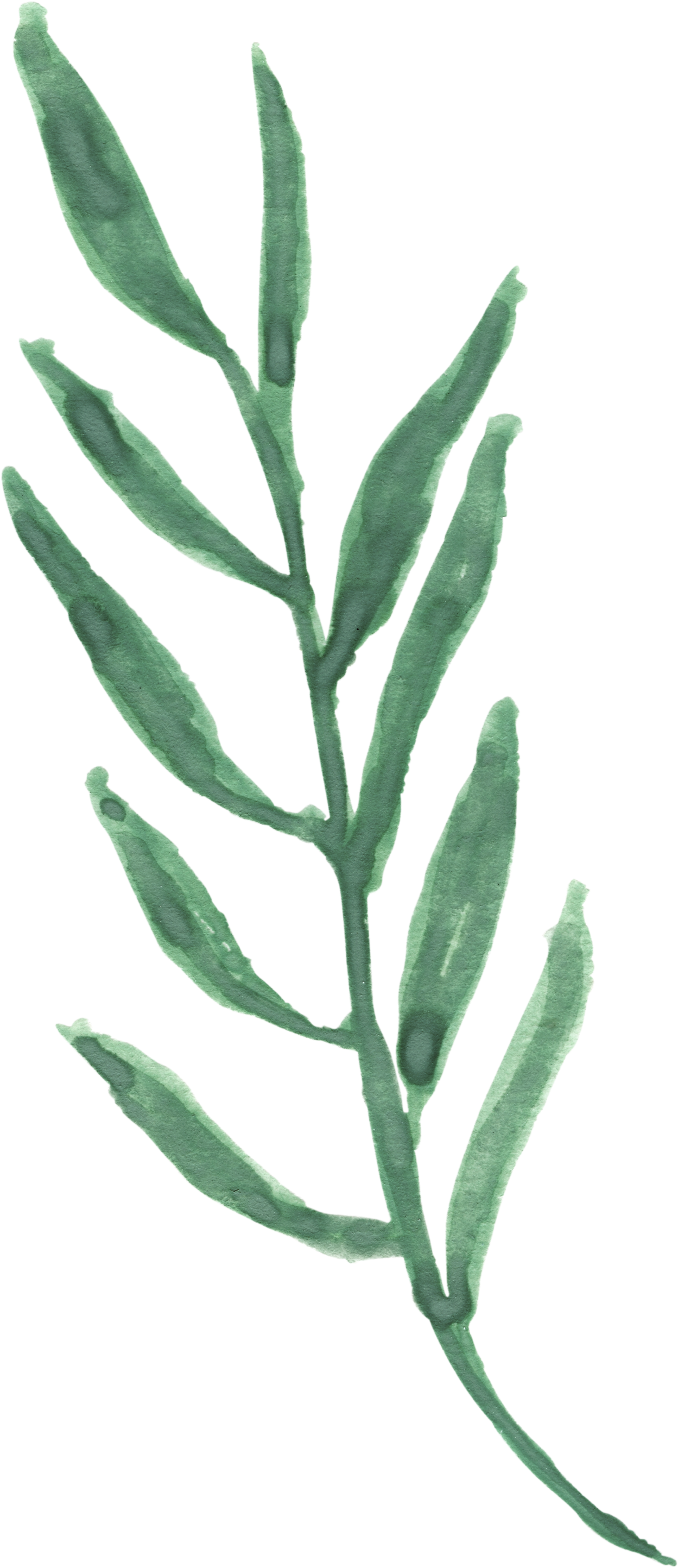 0℃素材11 - Twig (1571x3159), Png Download