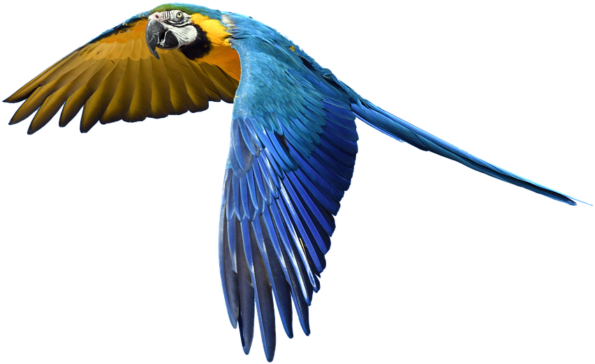 Colorful Parrot Png Pic - Parrot Flying In The Sky (960x640), Png Download