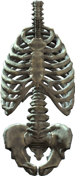 Rib Cage And Pelvis (698x626), Png Download