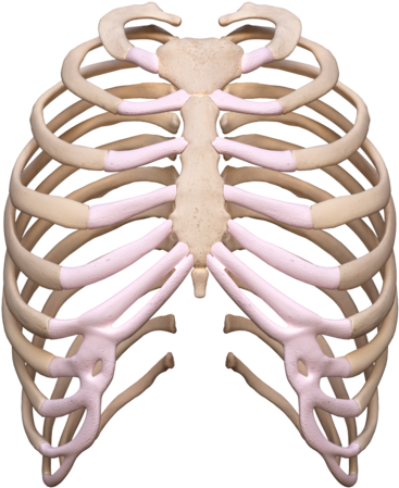 Rib Cage - Rib (600x600), Png Download