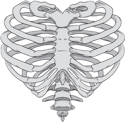 Via Tumblr Shared By Très Cool - Rib Cage Heart Drawing (500x500), Png Download