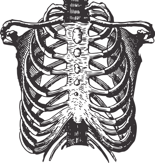 Rib Bones Png (608x640), Png Download