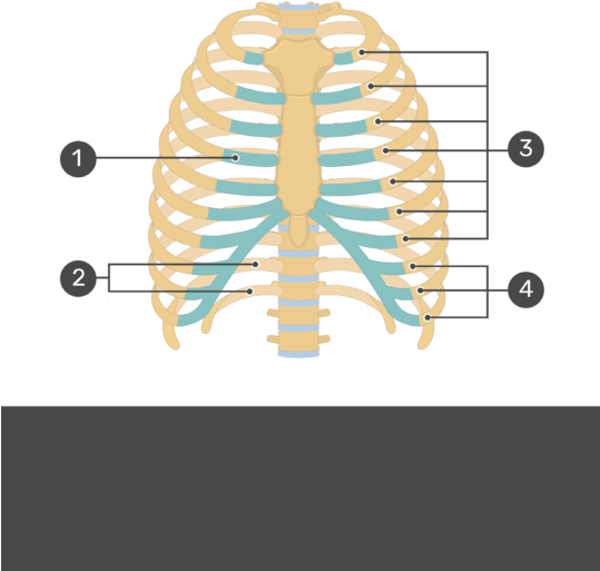 Test Yourself Image For The Rib Cage With Answers Hidden - Rib Cage (538x550), Png Download