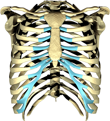 The Player Is Having Trouble - Rib (600x600), Png Download