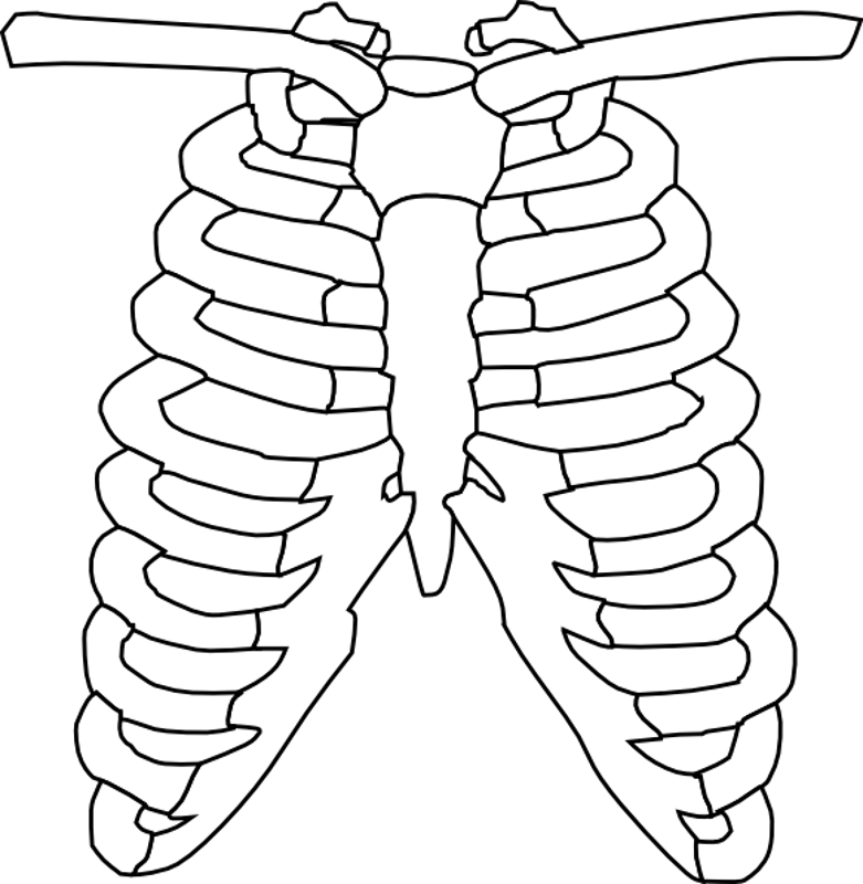 Index Of Body Ribspng - Rib Cage Black And White (781x800), Png Download