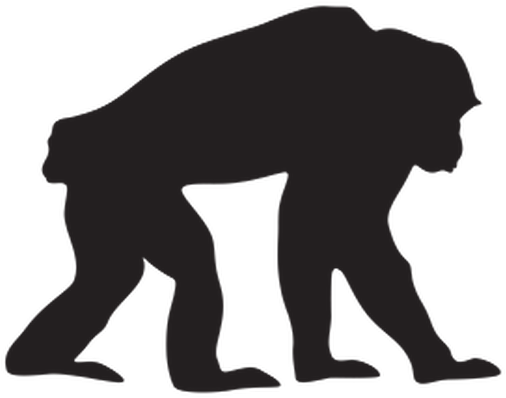 Chimpanzee Clipart Student - Chimpanzee Clipart Black (589x399), Png Download