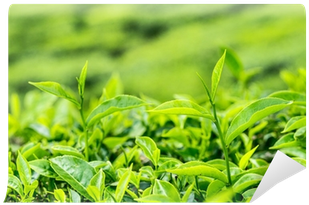 Plantation (400x400), Png Download