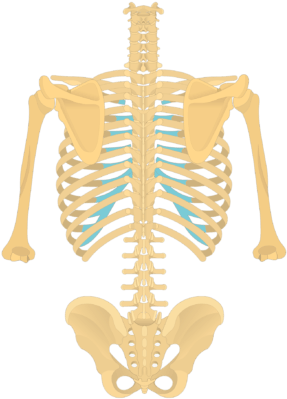 Posterior View Of The Vertebral Column And Rib Cage - Anatomy (770x406), Png Download