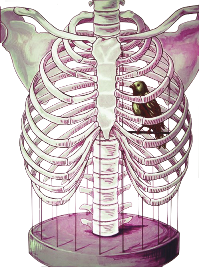 Incendiando El Cielo - Rib Cage Bird Cage (400x535), Png Download