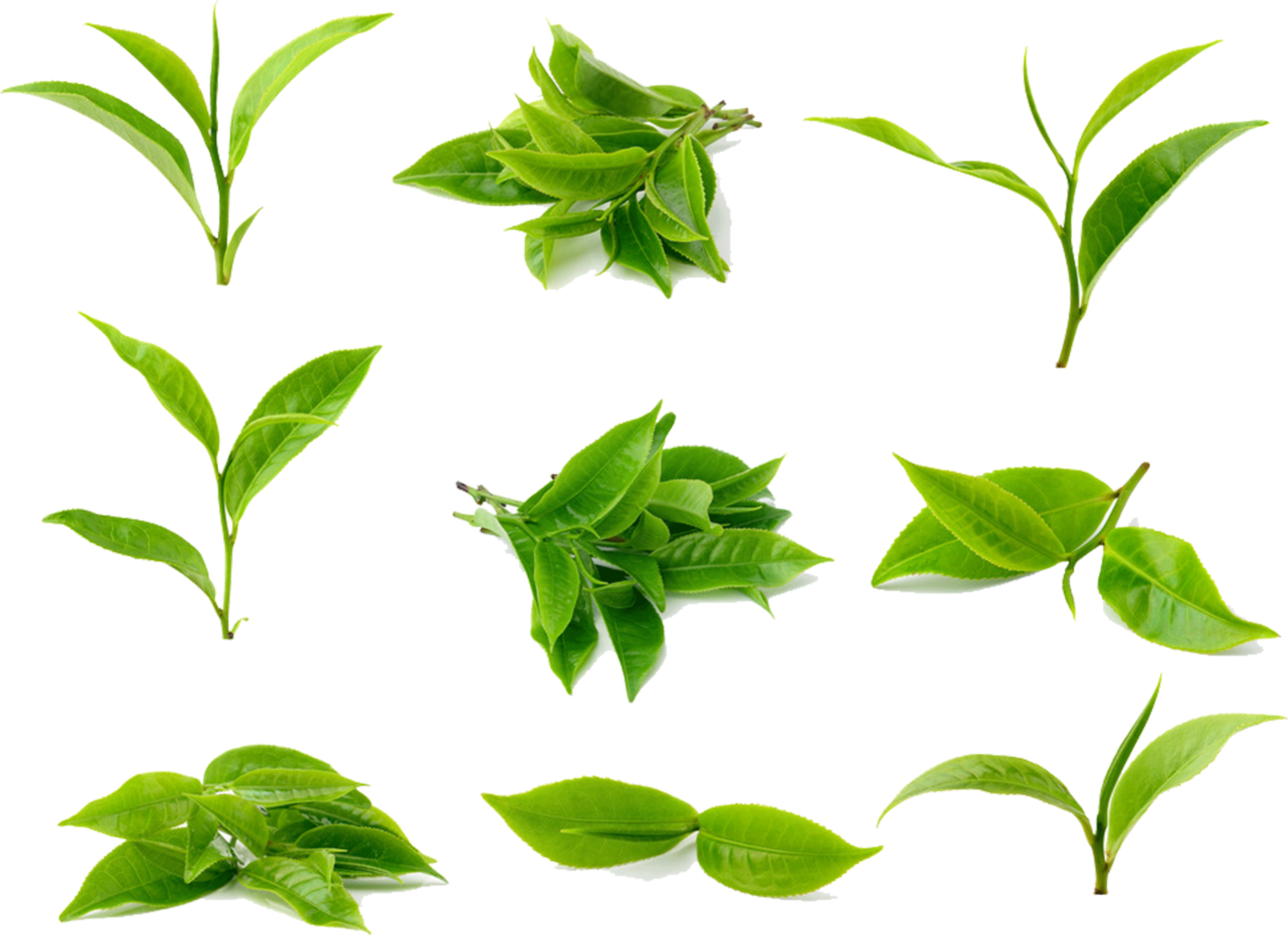 Clipart Leaves Green Tea Leaf - Matcha Leaf (4266x4266), Png Download