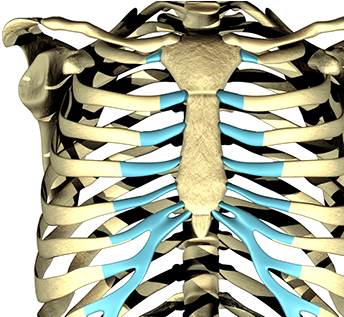 Rib Cage (404x316), Png Download