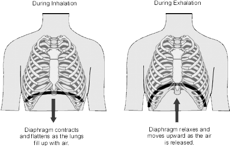 When We Inhale, The Diaphragm Descends Into The Stomach - Diaphragm When Breathing (470x300), Png Download