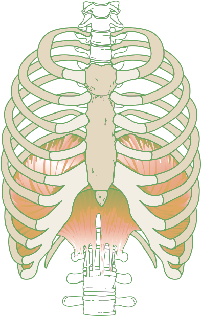 The Diaphragm Plays An Important Role In Breathing - Hanes (415x619), Png Download