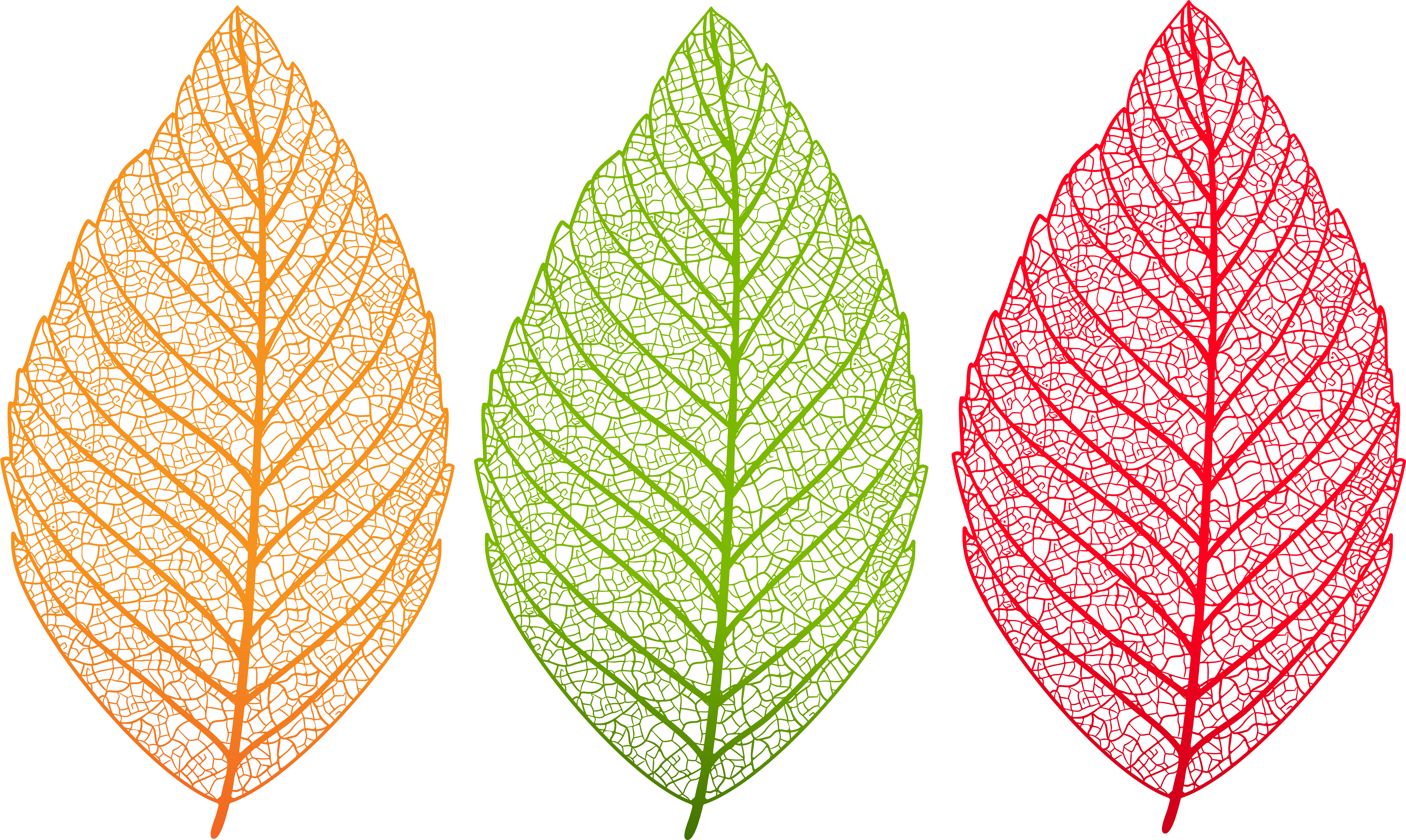 Transparent Leaves Set Png Clip Art Image - Transparent Leaves (8000x4780), Png Download