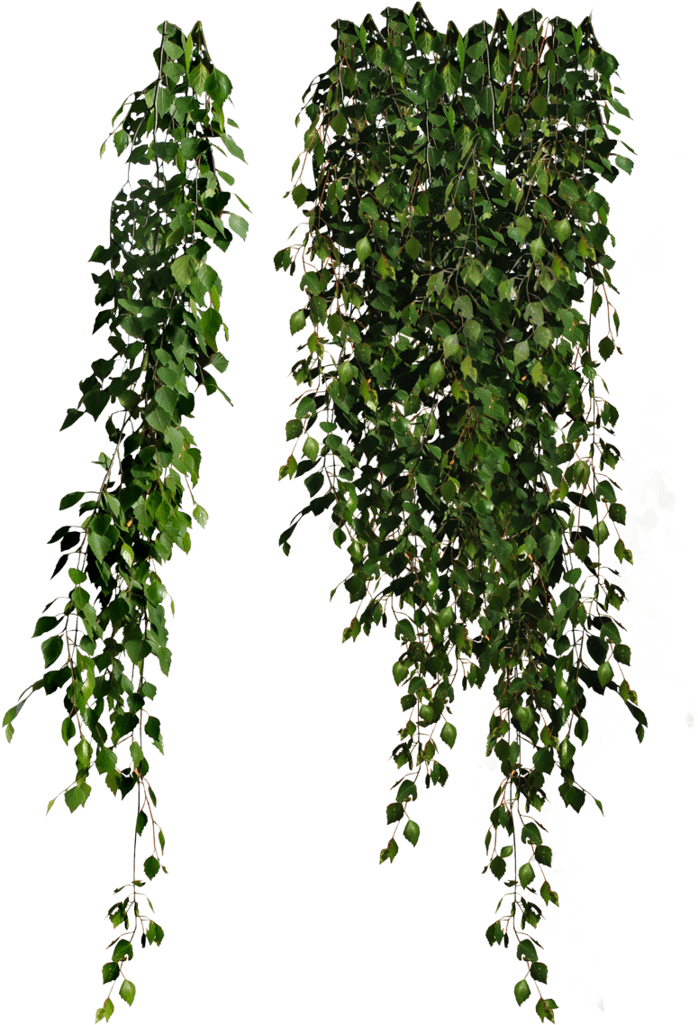 Descargar - Cottingley Secret By Hazel Gaynor (900x1170), Png Download