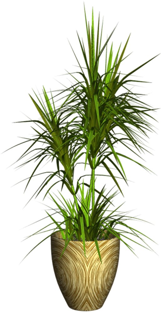 0 9ddb2 3c07bae1 Xxl Plantas Para Decorar, Recibo, - Plantas En Formato Png (600x1024), Png Download