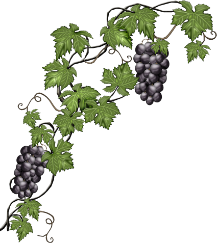 Hojas Y Plantas Png - Grapevine Png (425x477), Png Download